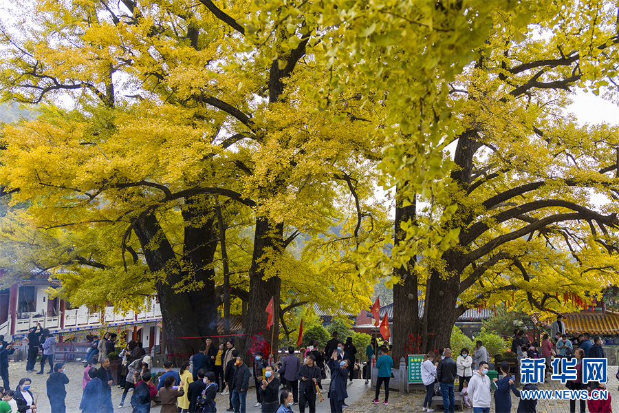 据介绍,鲁山县四棵树乡文殊寺内有五棵银杏古树,树龄均超过千年.