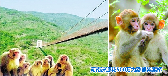 為方便獼猴&ldquo;串門探親&rdquo;  河南濟源500萬架索橋
