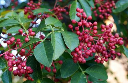 三门峡市高庙乡：种植花椒增加收益