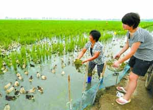 濮阳县：生态种养效益高