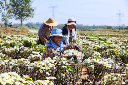 河南光山: 菊花喜获丰收