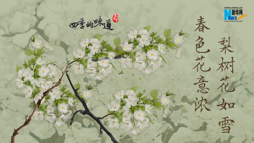 【四季的味道】春色花意浓 梨树花如雪