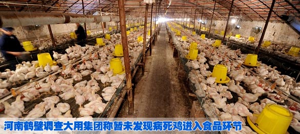 河南鹤壁调查大用集团称暂未发现病死鸡进入食品环节